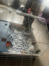 Full Cheeks Comfy Home & Hideaway Habitat for Guinea Pigs and Rabbits Cage