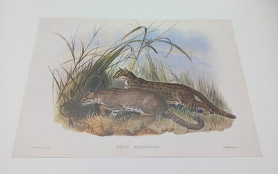 Rusty Spotted Cat Felis Rubiginosa Vintage Book Plate Art Print