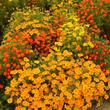 Signet Marigold STARFIRE MIX 12" Beneficial | Cutting Garden! Non-GMO 200 Seeds!