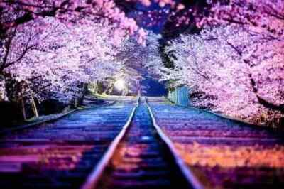 JAPAN KIRSCHBLÜTE NACHT WANDBILD 30x20 Zoll Leinwand gerahmt
