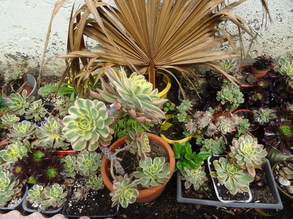 lots=10 aéoniums collector  presques noirs et panachés   +photos du jardin - Immagine 3 di 4