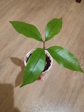 Lychee fruit tree seedling live plant 3x multipack