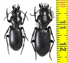 Carabidae, Broscus semistriatus pair A1, C. Azerbaijan