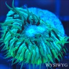 Corals of Eden ~ WYSIWYG Live Coral Frag ~ Blue Litho Chalice Coral ~ LPS — photo 1