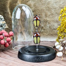 q47 Entomology Taxidermy Beetle Female Male Glass Dome Display Collectible spec