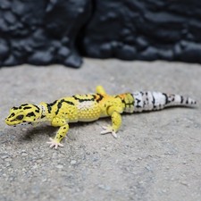 Figurine Bandai Gashapon Leopard Gecko ADVANCE Jungle Color