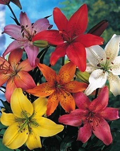 Bulbi Di Giglio Asiatico Mix – Confezione Da 10 Bulbi, Fiori Grandi E Colorati, Altezza 60cm, Fioritura Giugno-Luglio, Per Giardino E Vaso
