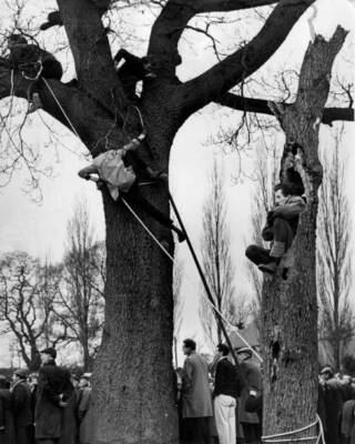 Alvechurch fans climb trees to get a view their team action ag- 1965 Old Photo