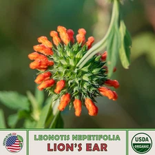 20 Lion's Ear Seeds, Klip Dagga, Organic, Medicinal, Hummingbird Attractor