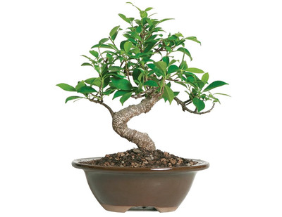 Bonsai Live Golden Gate Ficus Indoor Bonsai Tree - Small, 4 Years, 5 to 8 In - L