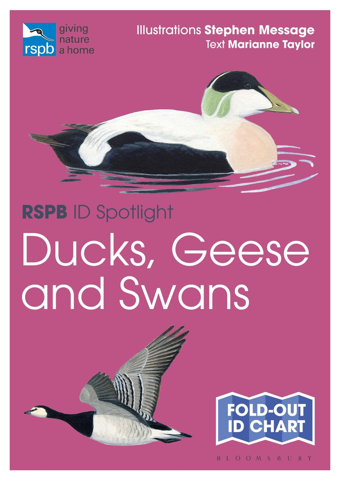 RSPB ID Spotlight  Ducks Geese and Swans by Marianne Taylor 9781399403696 - Image 4