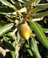 25 - SILVERLEAF SILVER LEAF OAK TREE, DECEMBER 2025 FRESH ACORNS