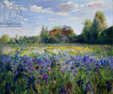 Evening at the Iris Field flower garden ceramic tile mural backsplash