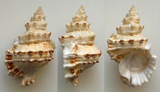 Conchiglia Shell : tutufa oyamai