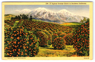 VINTAGE POSTCARD TYPICAL ORANGE GROVE FRUIT TREES IN SOUTHERN CALIFORNIA USA