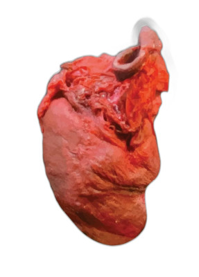 Realistic Muscle Heart Sticker Decal