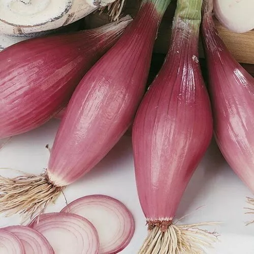 Shallot Rossa lunga di Firenze Onion Seeds - Price €1.95