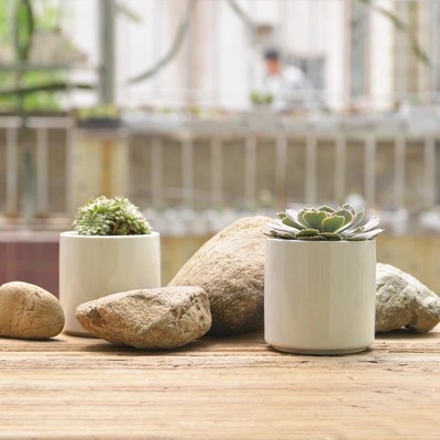 air succulent Tillandsia Harrisii large main image 1