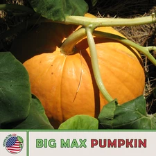 10 Big Max Pumpkin Seeds, Heirloom, Non-GMO, Genuine USA