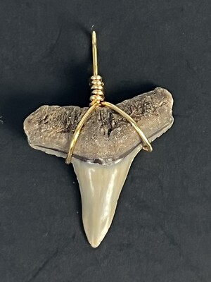SHARK TOOTH PENDANT  1 inch fossilized LEMON SHARK Tooth from Venice Florida 