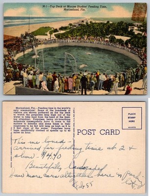 Marineland FL 1955 Porpoise Feeding Time Marine Studios Linen Postcard