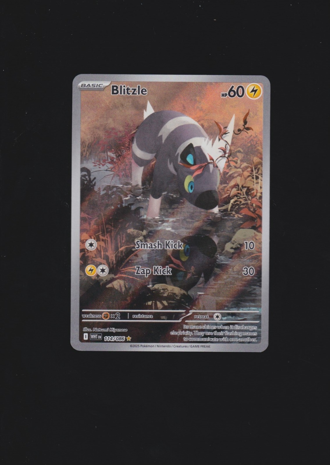 Pokémon TCG #114 Blitzle Illustration Rare White Flare