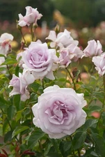 Ethereal Amethyst Dream – Lagerfeld Rose 