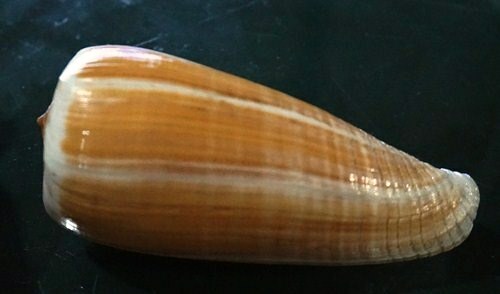 Conus Radiatus 95.2 mm F+++ BIGGEST on EBAY collectible beauty WOW!!! - Foto 1 di 9