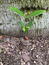 5/ea Carolina Cherry Laurel Seedlings (Not Cuttings!) - Live Plants