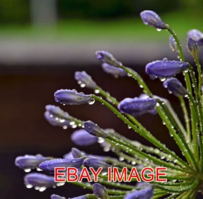 FOTO BLUMEN IM REGEN IM GARTEN NACH EINEM REGENSCHAUER.