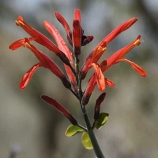 Justicia California, Beloperone, Hummingbird Bush, Chuparosa - 10 Seeds 2025 USA