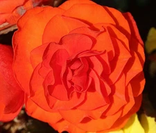 BEGONIA TUBEROUS DOUBLE ORANGE Begonia Tuberosa - 200 Bulk Seeds