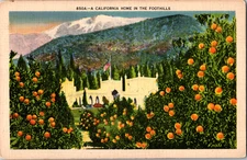 Vintage 1930's Through Orange Trees California Home in the Foothills CA Postcard