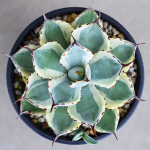 Agave Potatorum Var Kissho Kan Tradewinds Plant 8 cm Succulent Cactus Echeveria Agave Potatorum Var Kissho Kan Tradewinds Plant 8 cm Succulent Cactus Echeveria