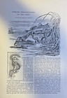 1893 Fish and Other Strange Creatures Under the Sea