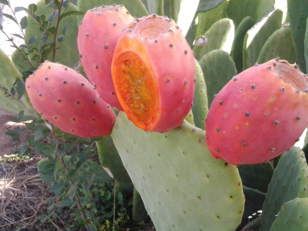 кактусы комнатные лечебные. опунция индийская инжирная. опунция инжирная кактус. опунция индийская плоды. кактус опунция субулата.