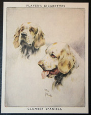 CLUMBER SPANIEL   Vintage  Illustrated Card  AF15MS