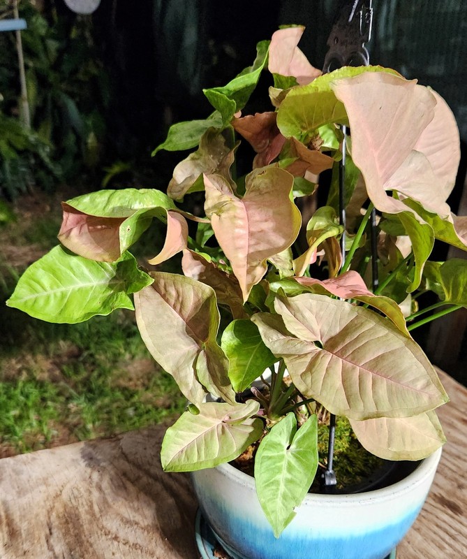 Syngonium Neon robusta in 6" Pot 11" Tall 12" Wide