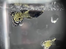 Guppy corpo corto in pizzo