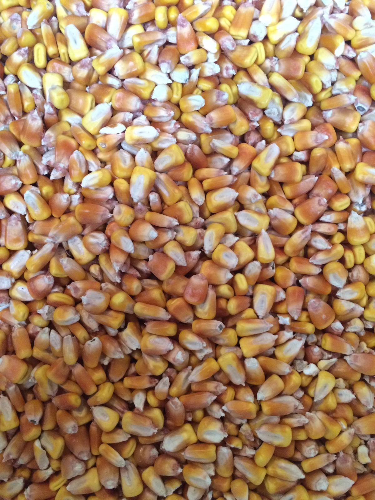 18 Pounds Dry Shelled Corn for Squirrels, Deer,Turkeys,Birds, And Other