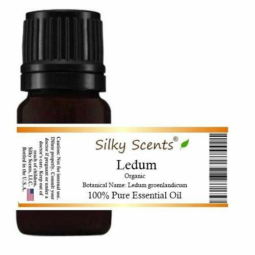 Ledum Organic Essential Oil (Ledum groenlandicum - Labrador Tea - Greenland Moss - Picture 1 of 1