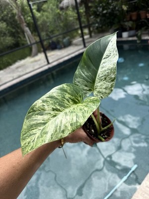 Philodendron Giganteum Blizzard Actual Plant Free Shipping | eBay
