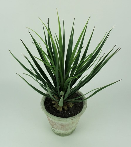 Pianta di Yucca Graffio e ammaccatura in vaso di argilla alta 26,5 pollici - Foto 2 di 4