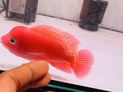 Premium Male Full Super Red Monkey 3 Inches  Flowerhorn  - PNPV Srm101