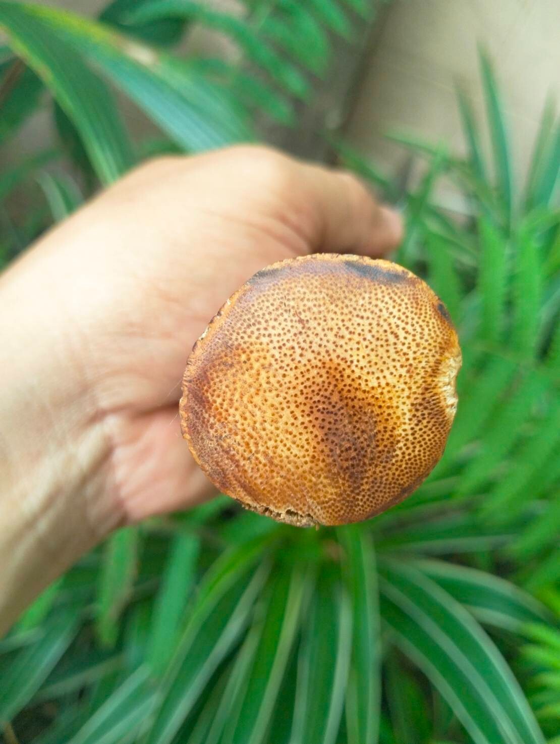 Handmade Cutting Parang Thai-Machete knife 12.1” File steel forged,Bamboo handle