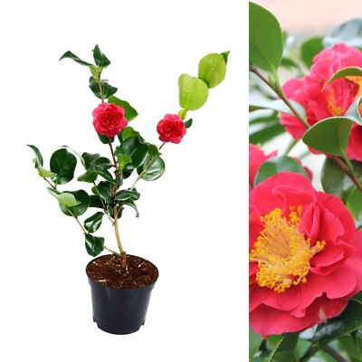 Camellia Plant Blood of China in 9cm Pot - Red Evergreen Flowering Garden  Shrub | eBay