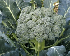 WALTHAM BROCCOLI 250 SEEDS FRESH FOR GARDENS