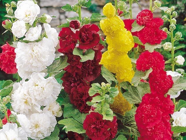 HOLLYHOCK -GOOD GROWERS 100 Heritage Seeds  SUMMER CARNIVAL MIX-Pictorial Packet