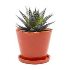 5" Succulent Pot "Tika" Modern Decor Planter Indoor Home & Kitchen Use