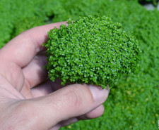 Semi Pratino prato acquario+fertilizzante Concime Piante CONSEGNA RAPIDA